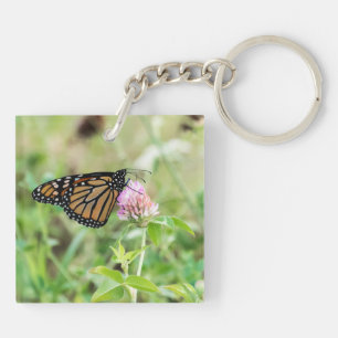 Monarch Butterfly