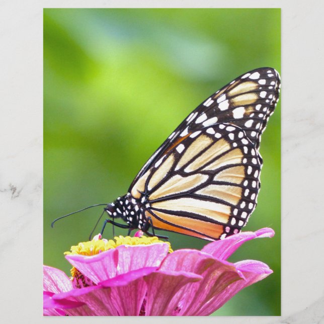 Monarch Butterfly (Framsida)