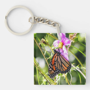 Monarch Butterfly
