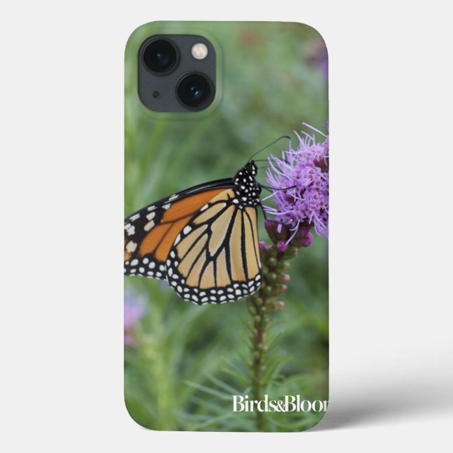 Monarch Butterfly (Baksida)