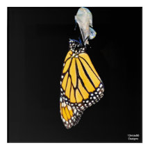 Monarch Butterfly 2022 - Akrylutskrift