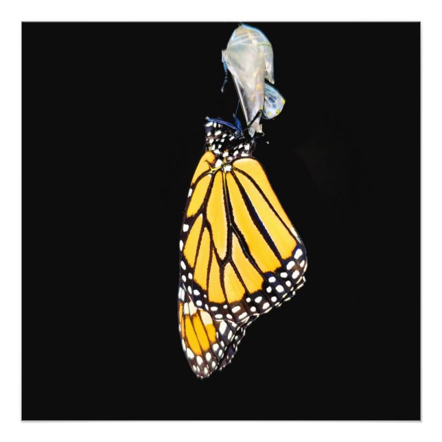 Monarch Butterfly 2022 - Fotoutskrift Fototryck (Framsidan)