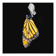 Monarch Butterfly 2022 - Fotoutskrift
