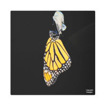 Monarch Butterfly 2022 - Metalltryck