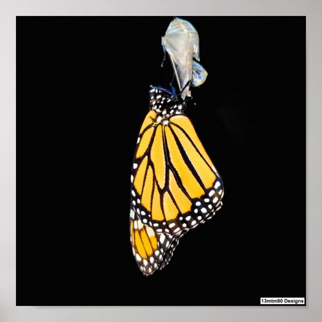Monarch Butterfly 2022 - Poster (Framsidan)