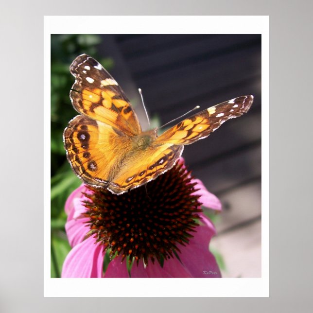 Monarch Butterfly 2 Poster (Framsidan)