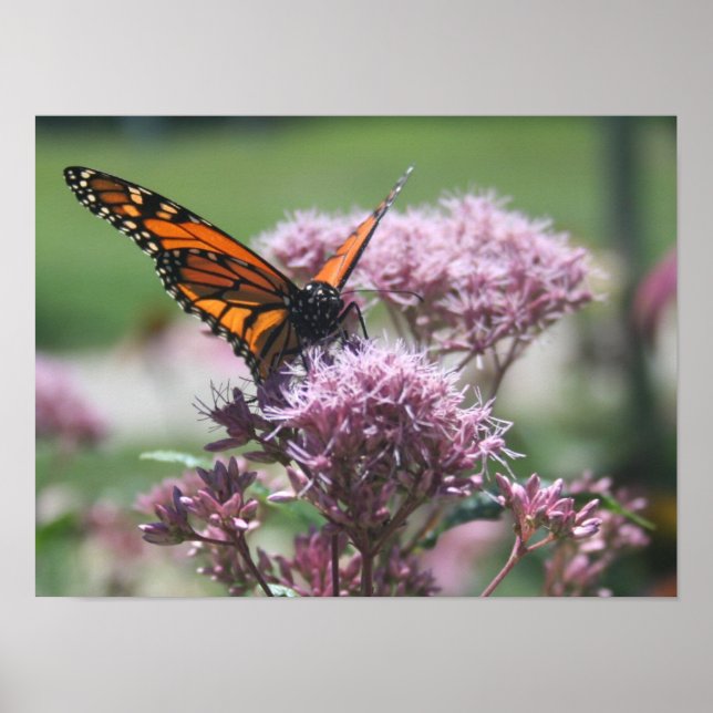 Monarch Butterfly_2 Poster (Framsidan)