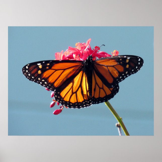 Monarch Butterfly 6066 Poster (Framsidan)