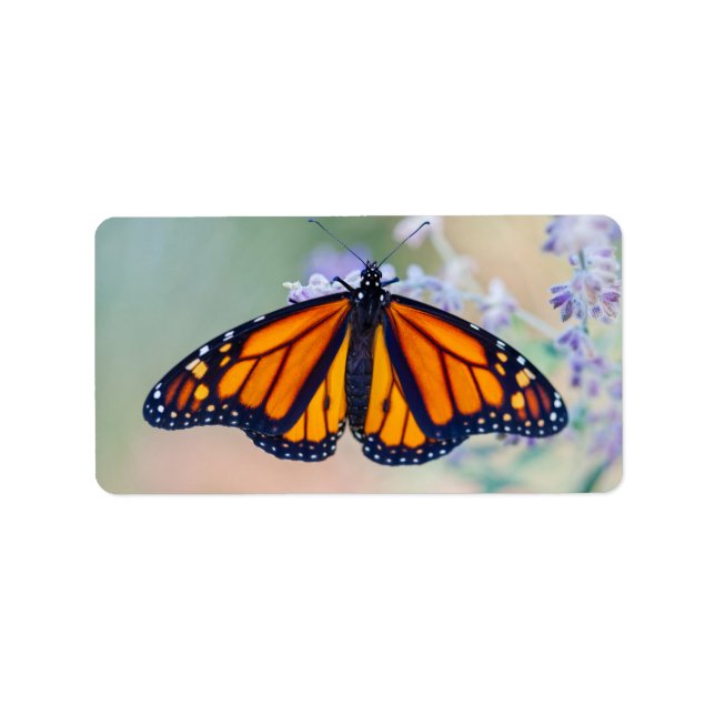 Monarch Butterfly Adressetikett (Framsidan)