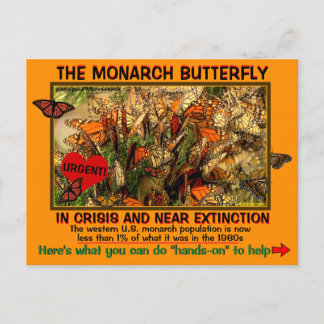 Monarch Butterfly är utrotningshotad, hur man hjäl Vykort