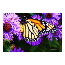 Monarch Butterfly, Aster Poster