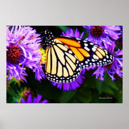 Monarch Butterfly, Aster Poster