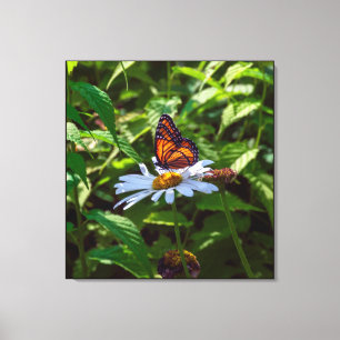Monarch Butterfly-bakgrundsbelyst på Daisyn Flower Canvastryck