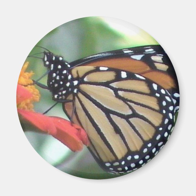 Monarch Butterfly Bild Magnet (Framsidan)