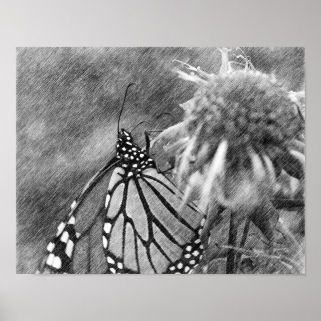 Monarch Butterfly Black Pencil Art Poster (Framsidan)