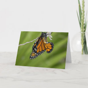 Monarch Butterfly Blank Greeting Card Kort