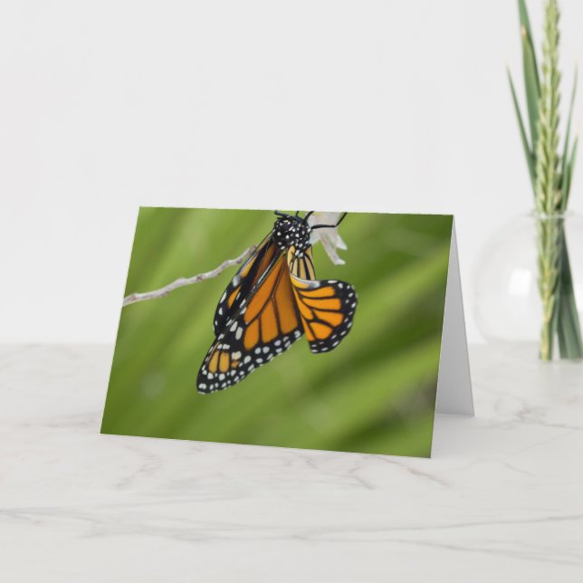 Monarch Butterfly Blank Greeting Card Kort (Framsida)