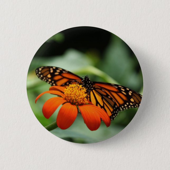 Monarch Butterfly Butterfly Button Knapp (Framsida)