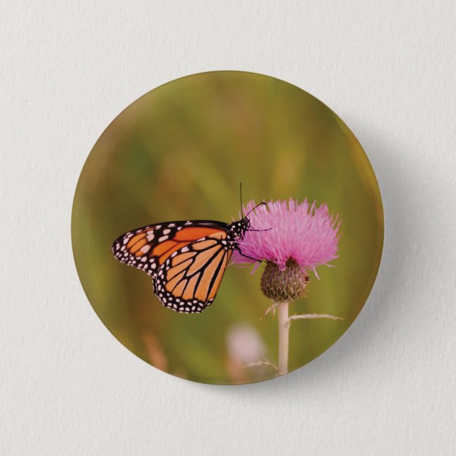Monarch Butterfly Butterfly Button Knapp (Framsida)