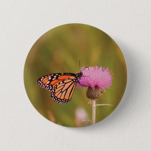 Monarch Butterfly Butterfly Button Knapp