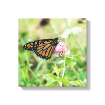 Monarch Butterfly