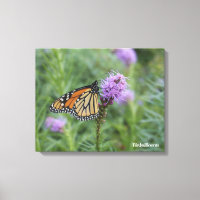 Monarch Butterfly