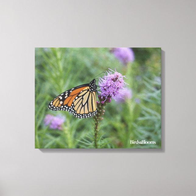 Monarch Butterfly Canvastryck (Framsida)