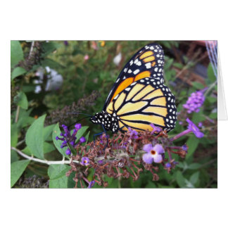 Monarch Butterfly Card 2 Hälsningskort