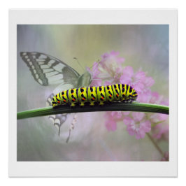 Monarch Butterfly Caterpelare Glossy Poster Perfect Poster