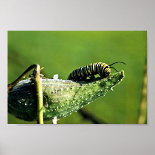 Monarch Butterfly Caterpelare Poster