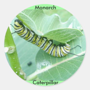 Monarch Butterfly Caterpelare Stickers Runt Klistermärke