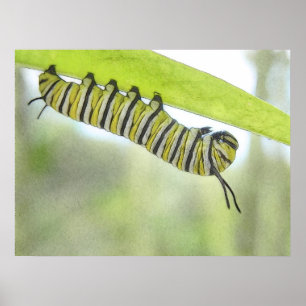 Monarch Butterfly Caterpelare utforskar en Milkwee Poster