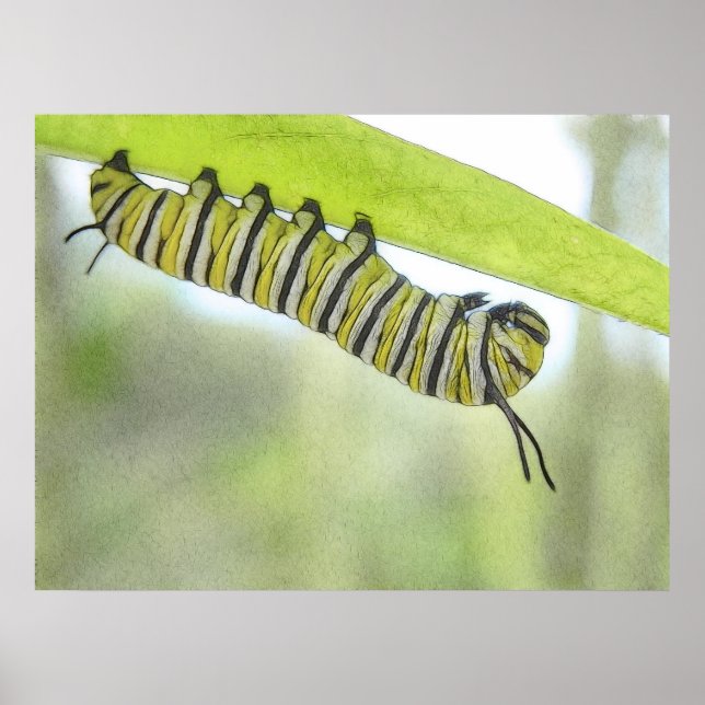 Monarch Butterfly Caterpelare utforskar en Milkwee Poster (Framsidan)