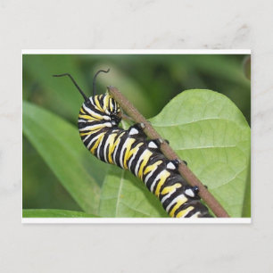 Monarch Butterfly Caterpelare Vykort