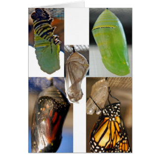 Monarch butterfly chrysalises hälsningskort