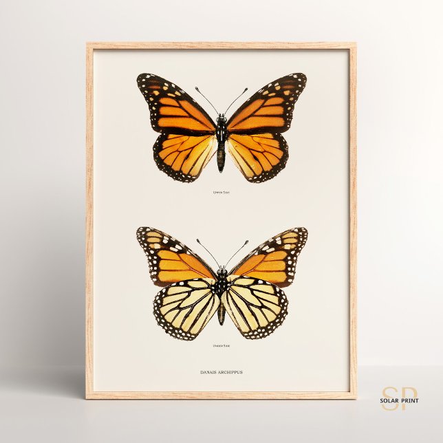 Monarch Butterfly Danais Archippus Sherman Denton Poster (Skapare uppladdad)