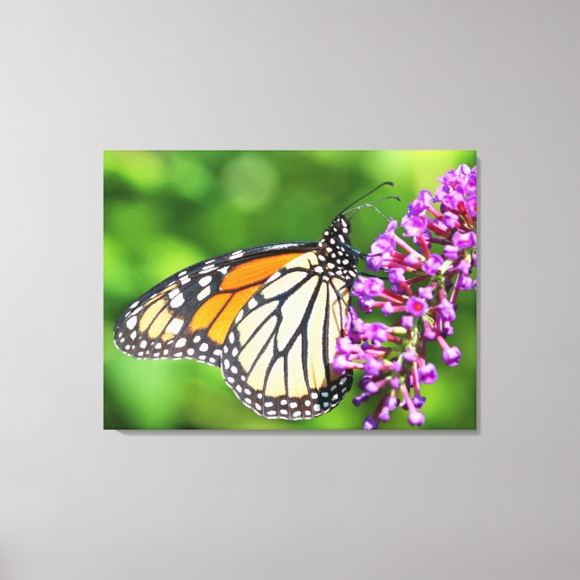 Monarch Butterfly - Danaus plexippus - Female Canvastryck (Framsida)