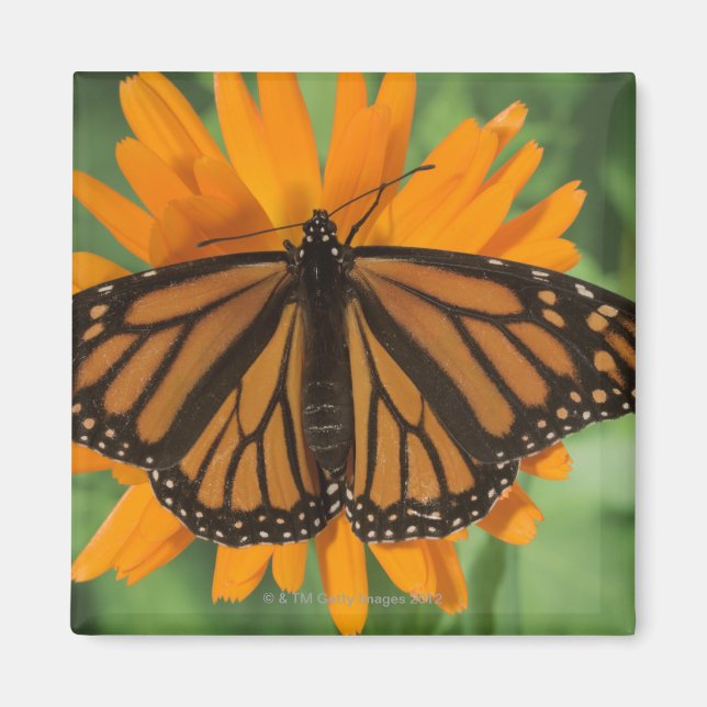 Monarch butterfly (Danaus plexippus) på plats Magnet (Framsidan)