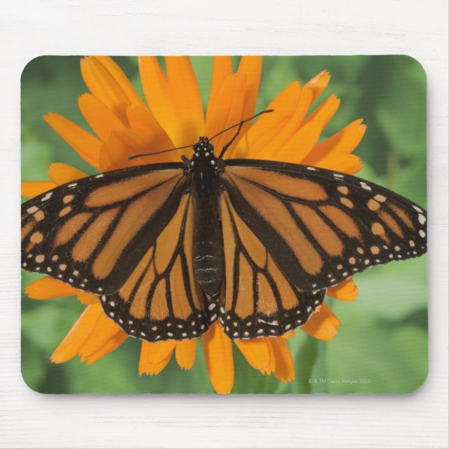 Monarch butterfly (Danaus plexippus) på plats Musmatta (Framsidan)