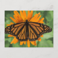 Monarch butterfly (Danaus plexippus) på plats