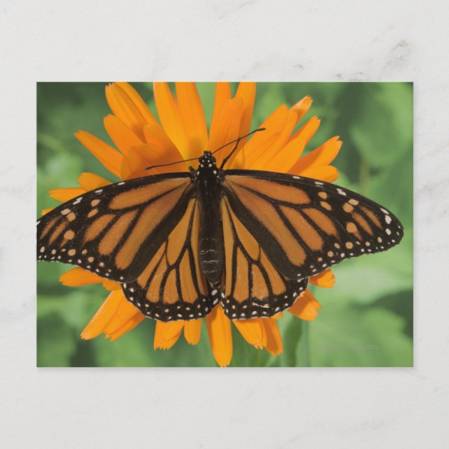 Monarch butterfly (Danaus plexippus) på plats Vykort (Framsida)