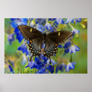 Monarch Butterfly Danaus Plexippus Poster