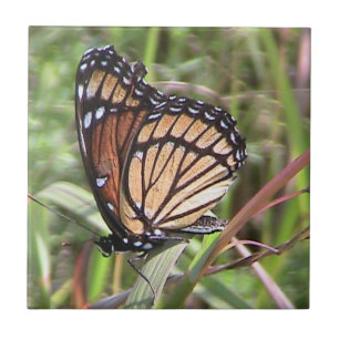 Monarch Butterfly Decorative Tile Kakelplatta