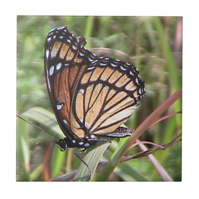 Monarch Butterfly Decorative Tile Kakelplatta (Framsidan)