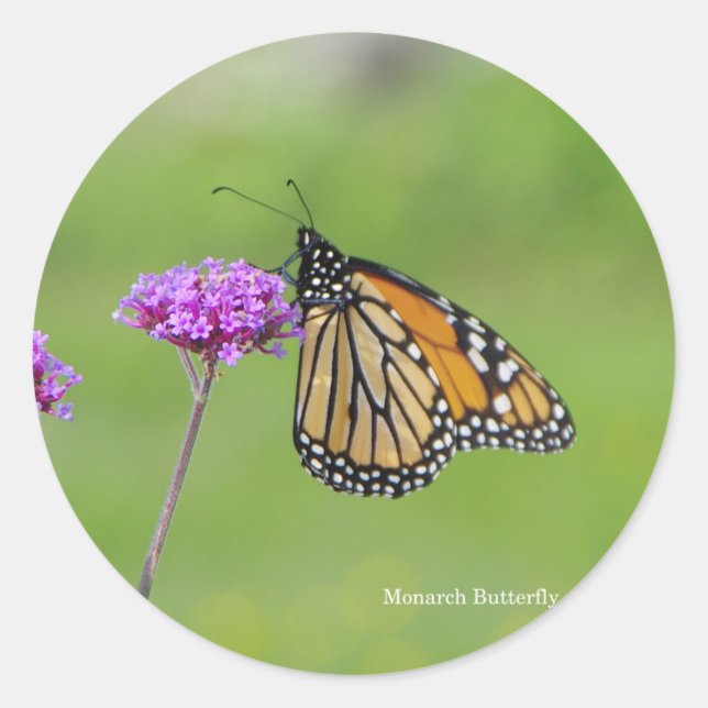 Monarch Butterfly-dekal Runt Klistermärke (Framsida)