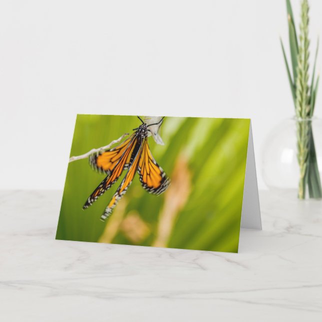 Monarch Butterfly Dining Vingar Greeting Card Kort (Framsida)