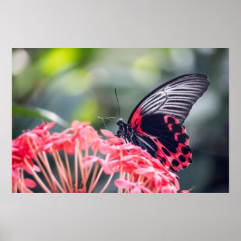 Monarch Butterfly & Flower Poster