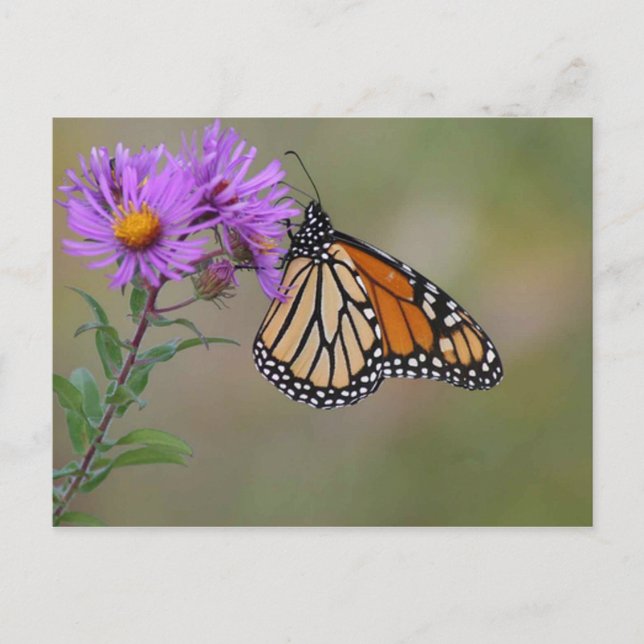 Monarch Butterfly-foton Vykort (Framsida)
