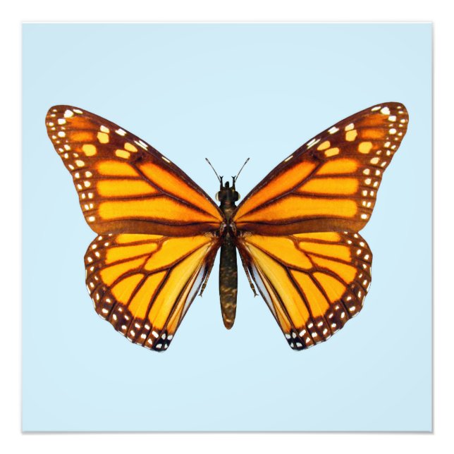 Monarch Butterfly Fototryck (Framsidan)