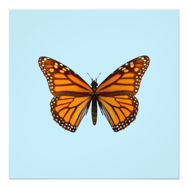 Monarch Butterfly Fototryck (Framsidan)